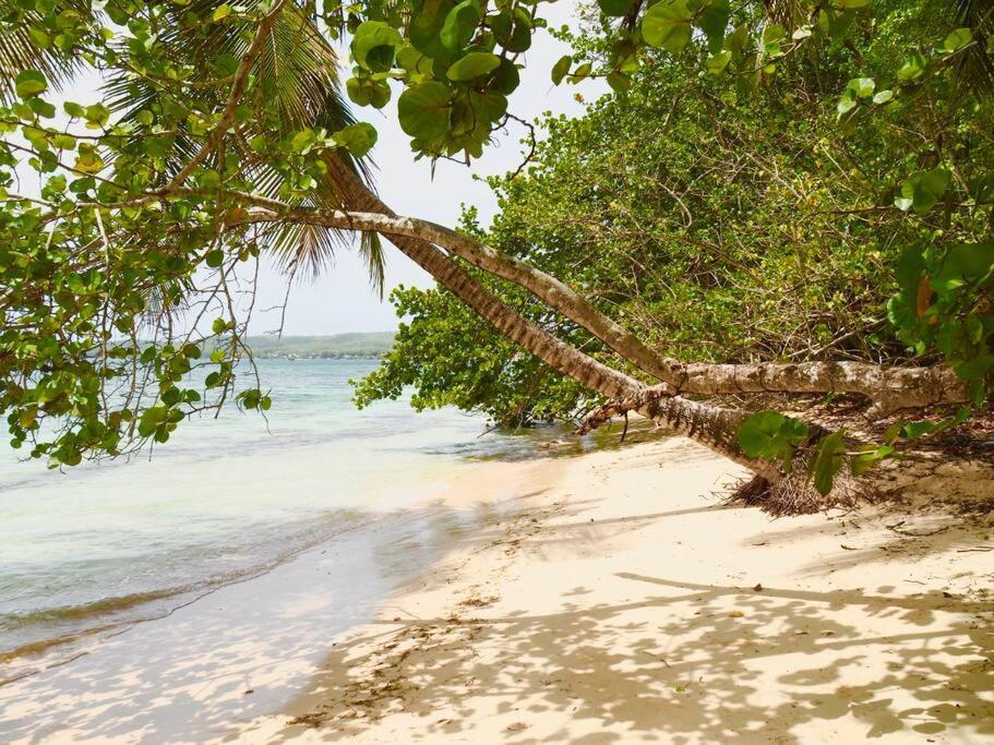 La Ruche De Maia - Blue Dream Beach - Piscine - Jardin - Plage Grand-Bourg  Esterno foto