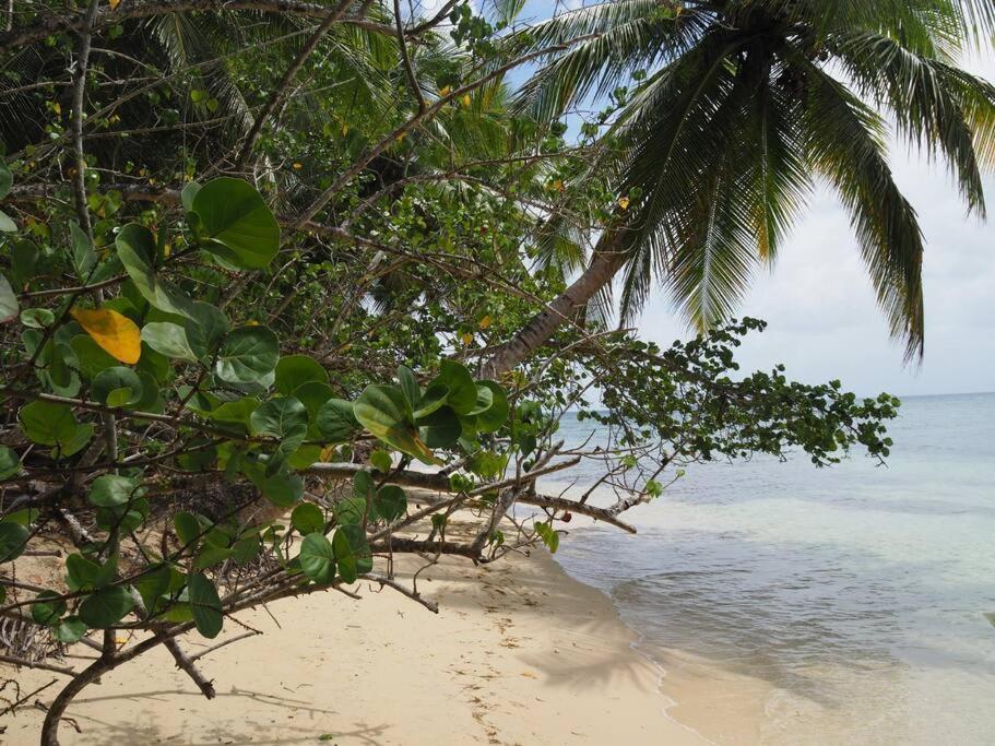 La Ruche De Maia - Blue Dream Beach - Piscine - Jardin - Plage Grand-Bourg  Esterno foto